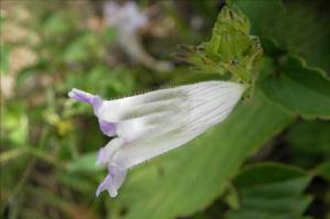 白頭金足草 白頭金足草