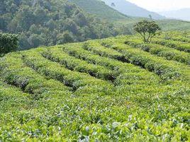 二聖梨花節 二聖梨花節