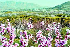 固原六盤山山花旅遊節 固原六盤山山花旅遊節