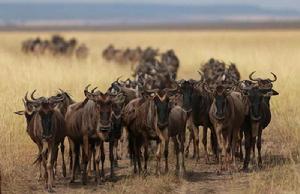 往返遷移 往返遷移