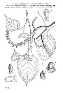 青楊(原變種) 青楊(原變種)