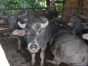 石洞朗尖自然村農村經濟－養殖<a name="ref_[3]"></a>