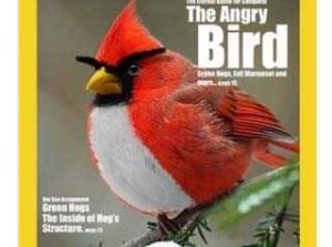 北美紅雀1紅色憤怒鳥還沒拿回蛋，先被《國家地理雜誌》的攝影記者拍下來(圖取自網路)