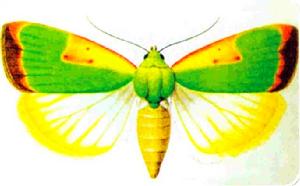 棉花翠紋金剛鑽 棉花翠紋金剛鑽