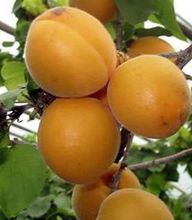 禮泉煙霞山底村產的御杏