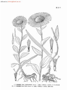 寬苞紫菀 寬苞紫菀