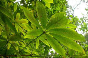 多脈七葉樹 多脈七葉樹