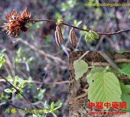 川榛(變種) 川榛(變種)