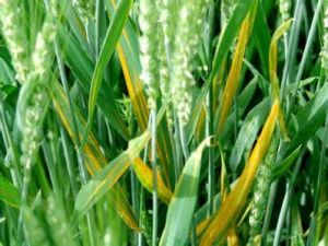 小麥條鏽病及其防治 小麥條鏽病及其防治