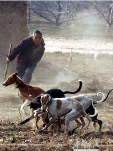 細狗攆兔 細狗攆兔