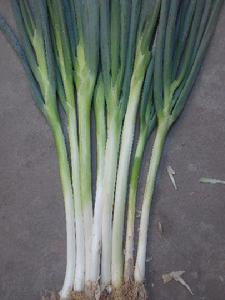 甘谷大蔥 甘谷大蔥