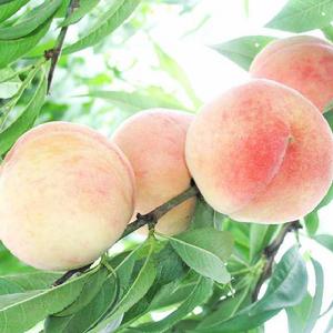 湖景蜜露 湖景蜜露