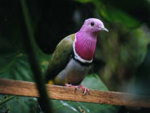 粉紅頸果鳩 粉紅頸果鳩
