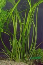 密刺苦草 密刺苦草