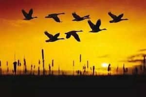 晝夜遷徙 晝夜遷徙