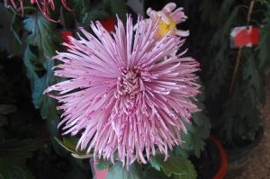 珠紅點翠 珠紅點翠