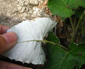 硬毛雪兔子 硬毛雪兔子