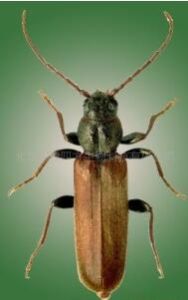 暗褐斷眼天牛 暗褐斷眼天牛