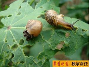 棉花同型巴蝸牛 棉花同型巴蝸牛