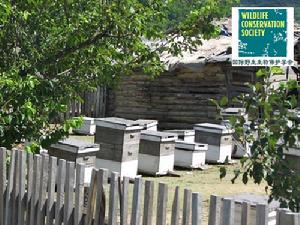 琿春東北虎國家級自然保護區