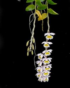 針葉石斛 針葉石斛