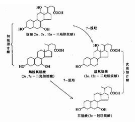 膽汁酸 膽汁酸