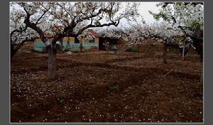 煙臺萊陽梨花節