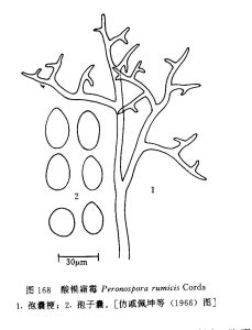 酸模霜霉 酸模霜霉