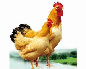 粵禽皇雞 粵禽皇雞