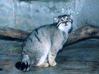 機敏的“野貓”—兔猻