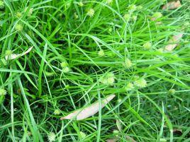 長苞球子草 長苞球子草