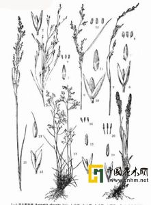 小花剪股穎 小花剪股穎