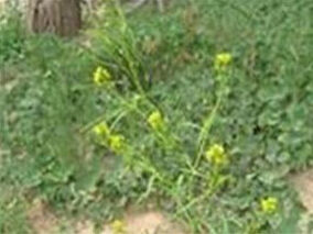 綿毛叢菔 綿毛叢菔