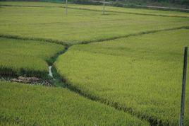 良山村[貴州黔東南自治州丹寨縣良山村]