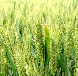 豐抗8號 豐抗8號