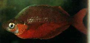 駝背彎頜象鼻魚