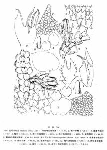 齒葉耳葉苔 齒葉耳葉苔