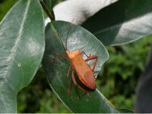 黃脛巨緣椿象 黃脛巨緣椿象