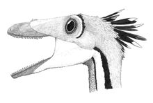 扎那巴扎二龍原本是蜥鳥龍屬下的一個種