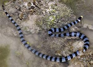（圖）藍灰扁尾海蛇