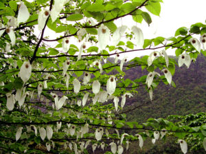 珙桐翔鴿 珙桐翔鴿