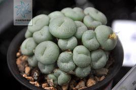 雨月[肉錐花屬植物]