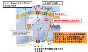 瑞克生血寧片吸收模式