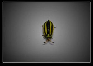 黑條長瓢蟲 黑條長瓢蟲