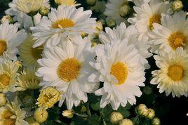 麻城福白菊 麻城福白菊