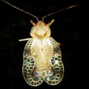 泡桐網蝽 泡桐網蝽