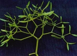 麻櫟寄生 麻櫟寄生