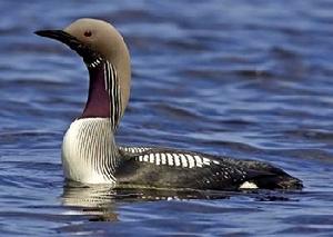 黑喉潛鳥 黑喉潛鳥