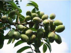 佩瑪貝密 佩瑪貝密