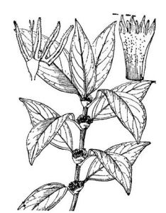 闊托葉耳草 闊托葉耳草